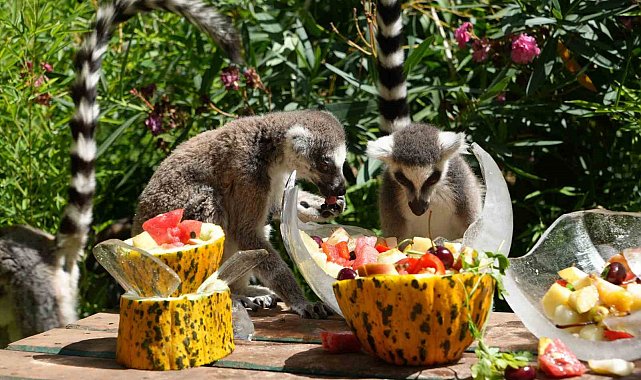 Antalya'da sıcaktan etkilenen hayvanlara buzlu meyve kokteyli
