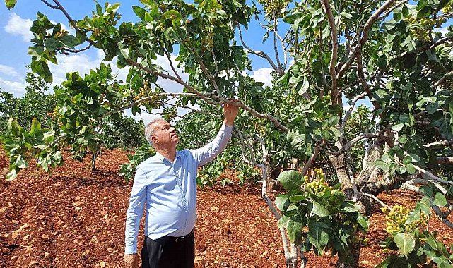 Antep fıstığı rekoltesinde yüzde 50 düşüş bekleniyor