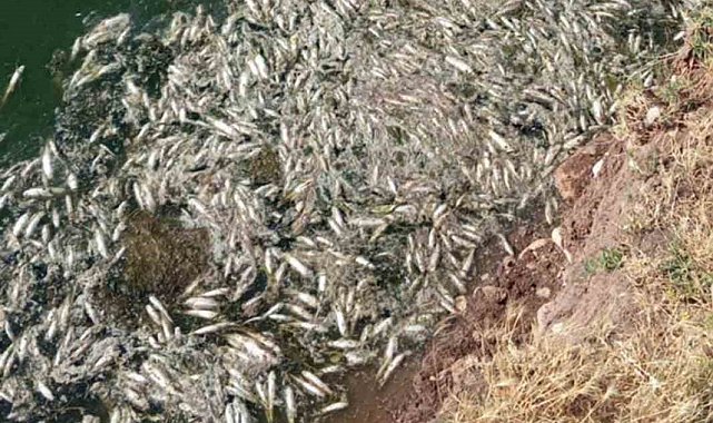 Araban Karasu Çayı'ndaki balık ölümleriyle ilgili inceleme başlatıldı