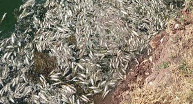 Araban Karasu Çayı'ndaki balık ölümleriyle ilgili inceleme başlatıldı