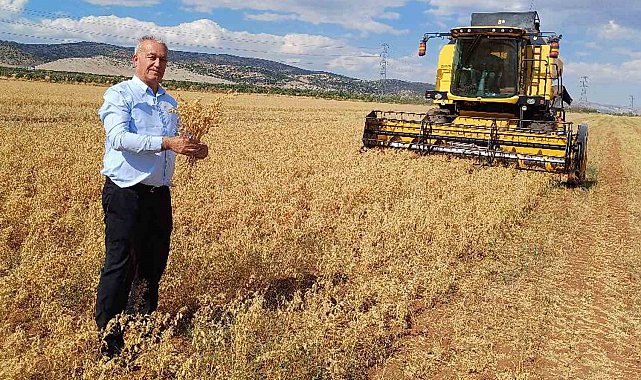 Araban Ovası'nda 2025 yılı nohut hasadı başladı