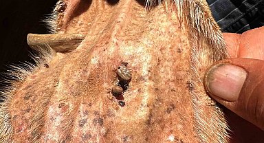 Arabanlı Veteriner Hekim'den kene uyarısı