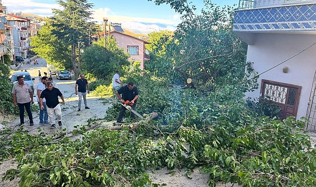 Arapgir'de fırtına ağaçları devirdi