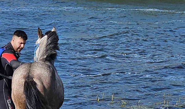 Ardahan'da mahsur kalan atı kurtarma operasyonu
