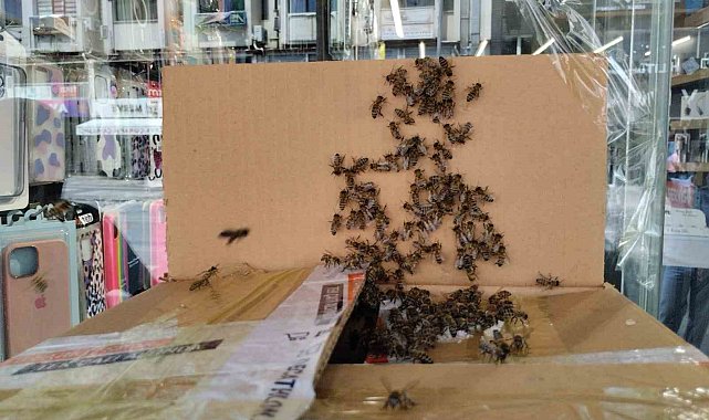 Arılar Denizli şehir merkezini istila etti