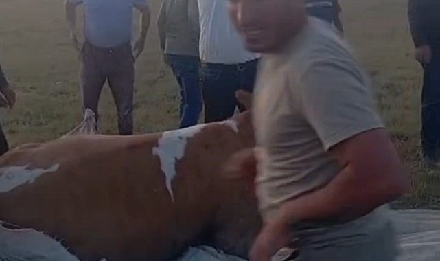 Arin Gölü'nde çamura saplanan inek kurtarıldı