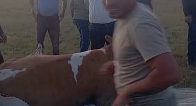 Arin Gölü'nde çamura saplanan inek kurtarıldı