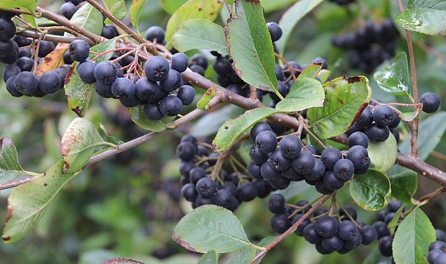 Aronya'nın kan şekerini dengelediği belirlendi