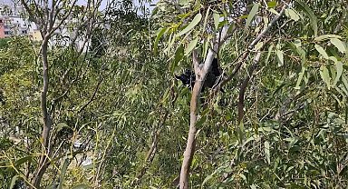 Arsuz'da ayağına ip dolaşan karganın yardımında itfaiye yetişti