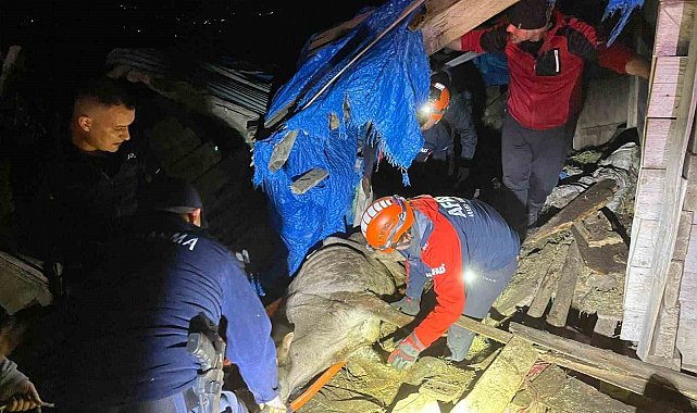 Artvin'de çöken ahırda mahsur kalan 33 büyükbaş hayvan kurtarıldı
