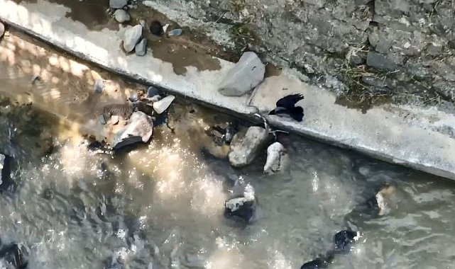 Artvin'de karganın yılana saldırdığı anlar kameraya yansıdı