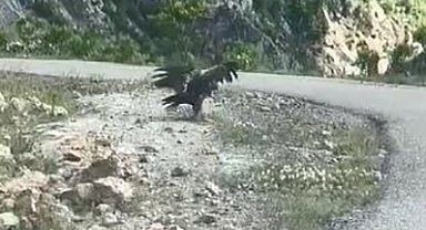 Artvin'de kartal yılan avlarken görüntülendi