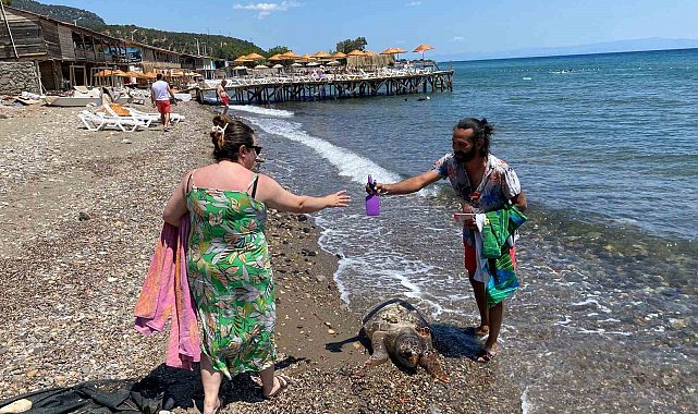 Assos sahilinde ölü caretta caretta bulundu