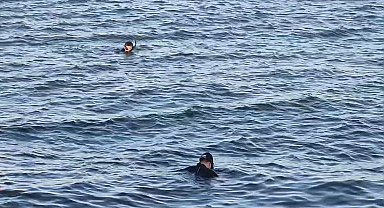 Avcılar'da denizde ceset ihbarı asılsız çıktı