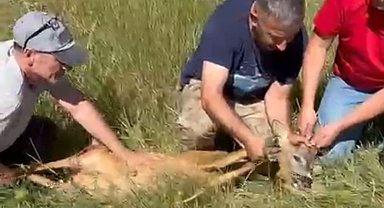 Ayağı kırık karacaya şefkat