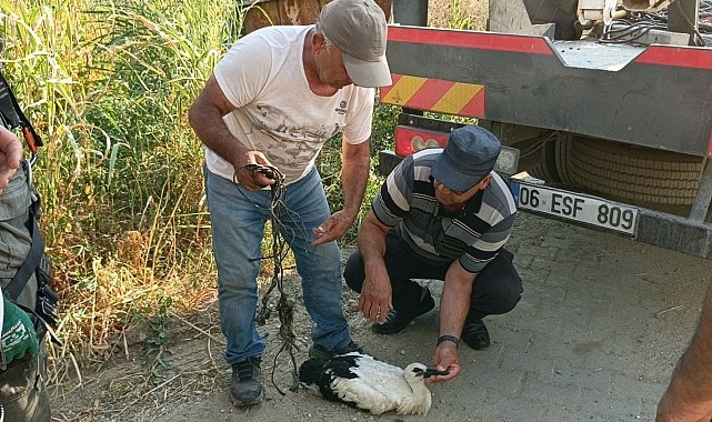 Ayağına ip dolanan leyleği vatandaşların dikkati kurtardı