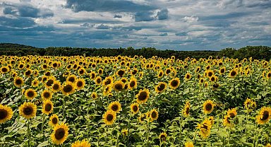 Ayçiçeği tarlaları Tekirdağ'da kartpostallık manzaralar sunuyor