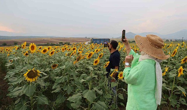 Ayçiçek tarlaları özçekim alanına dönüştü