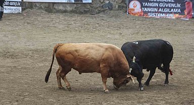 Ayder'de boğa güreşleri renkli görüntülere sahne oldu