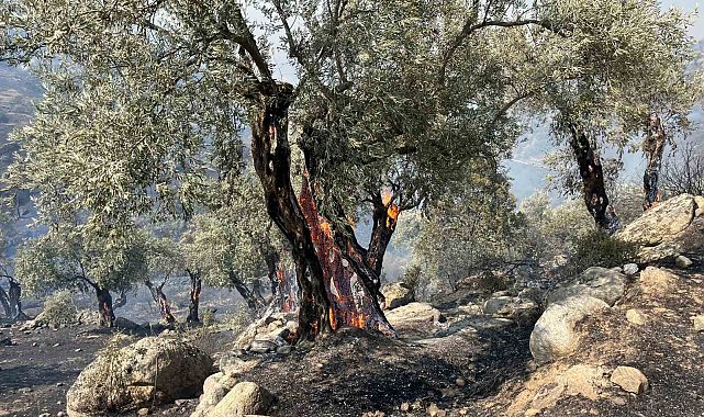 Aydın Efeler'de zirai alanda yangın, bazı evlerde hasar oluştu