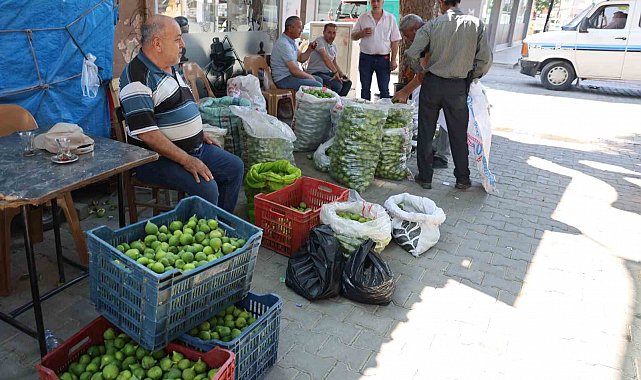 Aydın incirinde 'ilekleme' sezonu başladı