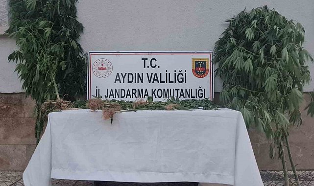 Aydın'da 28 kök kenevir ele geçirildi