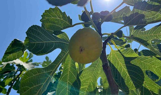 Aydın'da erkenci incirler çıktı