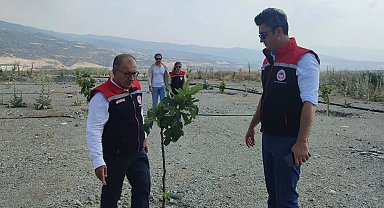 Aydın'da incir üretimine kalite katacak proje denetlendi