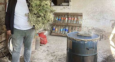 Aydın'da kekikler şifa için kaynatılmaya başlandı