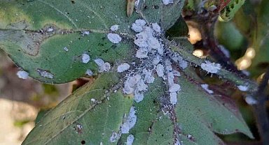 Aydın'da pamuk üreticilerini tedirgin eden zararlı 'Pamuk Unlubiti' tespit edildi