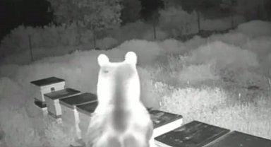 Ayılar arı kovanlarını parçalayıp balları yedi