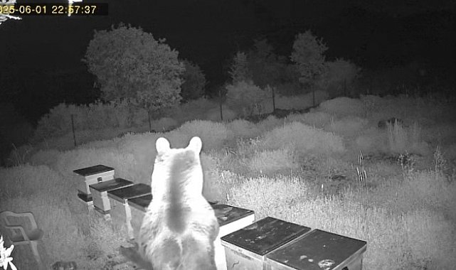 Ayının kovanlara saldırdığı anlar kamerada