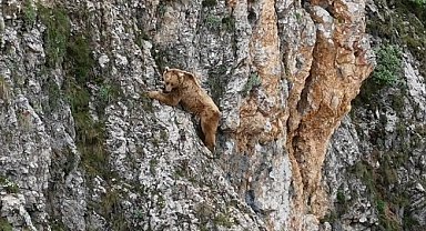 Ayının performansı dağcılara parmak ısırttı