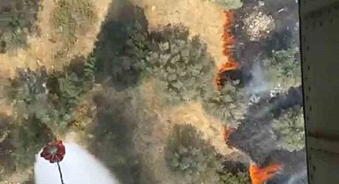 Ayvalık'ta zeytinlik alanda yangın