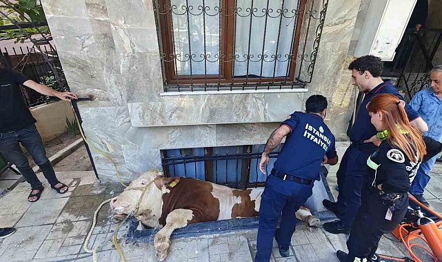 Bahçelievler'de kurbanlık boğayı kurtarma operasyonu