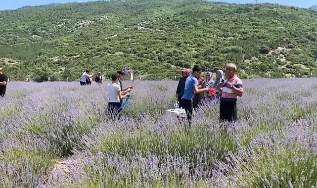 Bakımı yapılan lavanta bahçesi kadın elinde yeniden hayat buldu