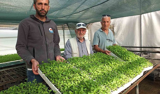 Balıkesir'de Stevia fidesi sevkiyatına başlandı
