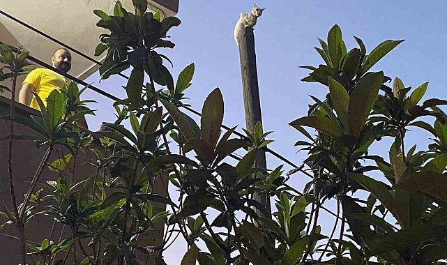Balkondan atladığı direkte mahsur kalan kediyi itfaiye kurtardı