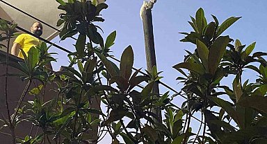 Balkondan atladığı direkte mahsur kalan kediyi itfaiye kurtardı