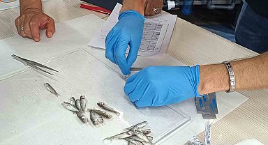 Bandırma'da levrek balıklarında görülen hastalıklara karşı aşı çalışması