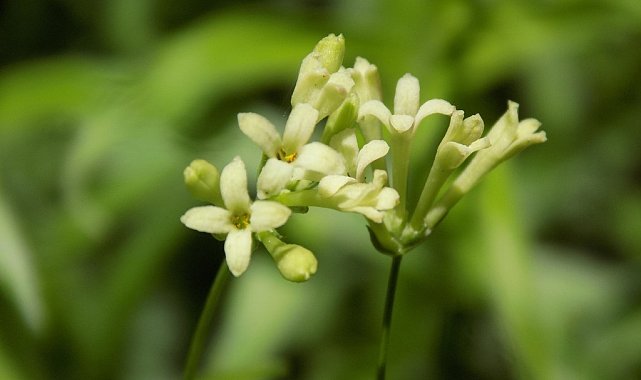 Bartın'da yeni bitki türü bulundu
