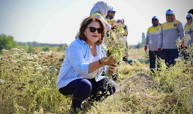 Başkan Gençay, kekik hasadına katıldı