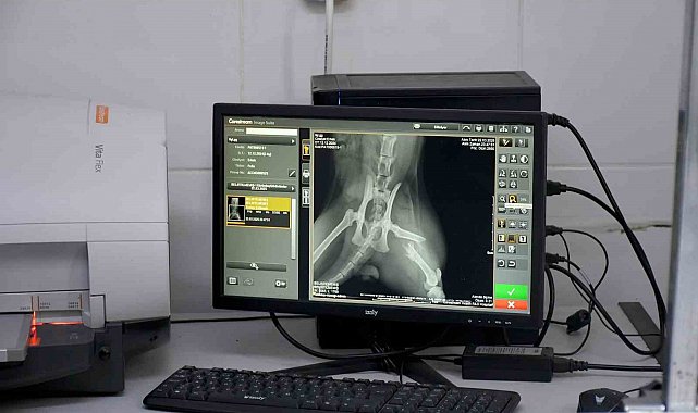 Başkan Günel, 5'inci kattan düşen kediye yaşam umudu oldu