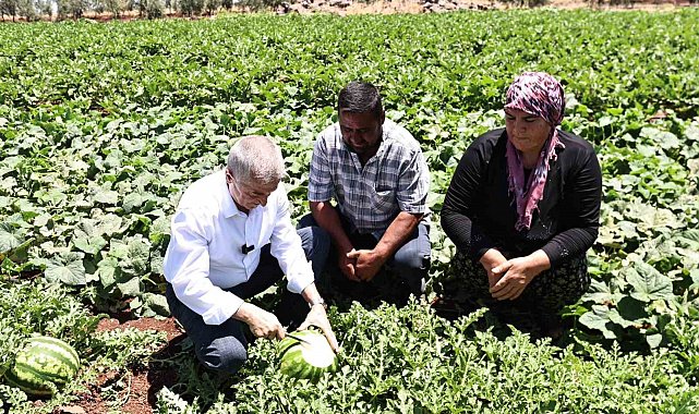Başkan Tahmazoğlu, tarlada patlıcan ve biber hasadına katıldı