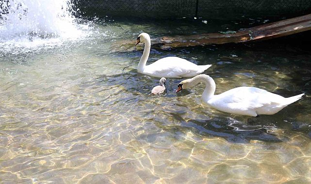 Başkent'in simgesi Kuğulu Park'tan sevindirici haber: 15 yıl sonra ilk kez beyaz kuğu doğdu