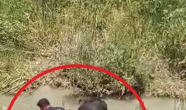 Bataklığa saplanan 3 büyükbaşı itfaiye kurtardı