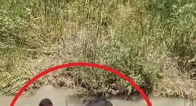 Bataklığa saplanan 3 büyükbaşı itfaiye kurtardı