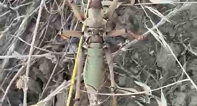 Batman kırsalında 20 santimetrelik dev etçil çekirge şaşkınlığa neden oldu