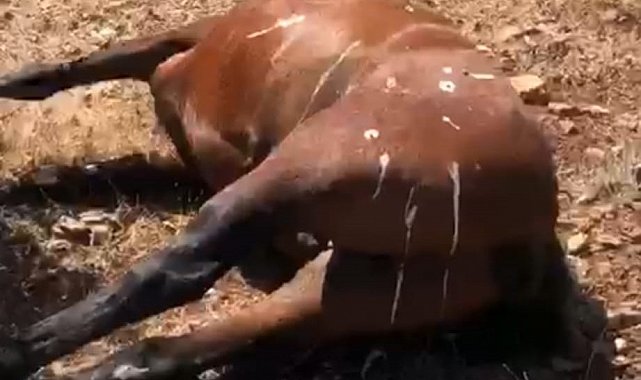 Batman'da öldürülen 7 yılkı atı için 3 şüphelinin ifadesi alındı