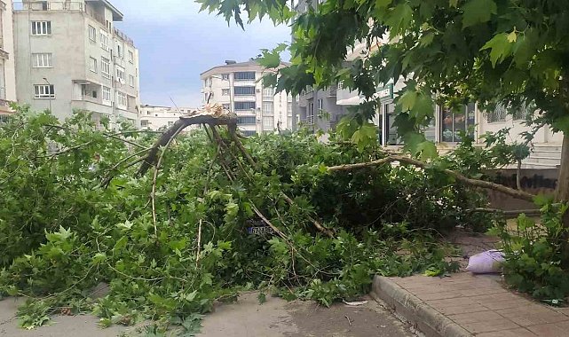 Batman'da şiddetli rüzgarın devirdiği ağaç park halindeki aracın üzerine düştü